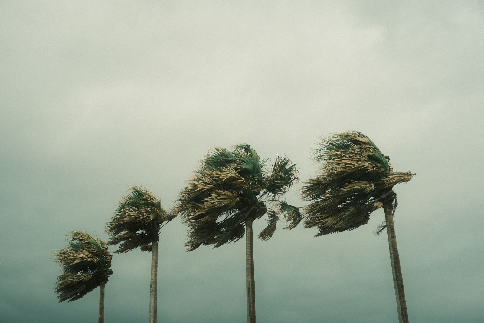 Palm trees bending under strong wind during a storm